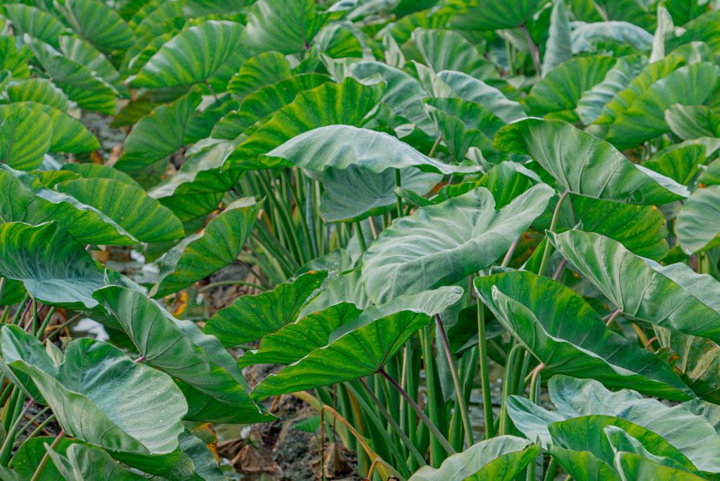 Taro Plants How To Plant Grow And Harvest Taro Gardeners Magazine