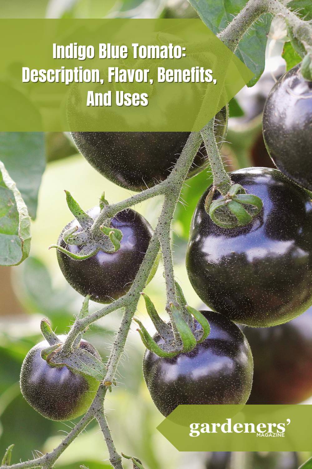 Indigo Blue Tomato Description Flavor Benefits And Uses Gardeners