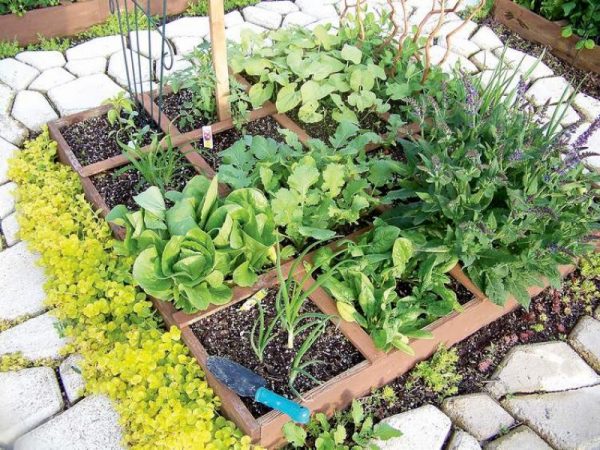 Free Vegetable Garden Layout, Plans and Planting Guides