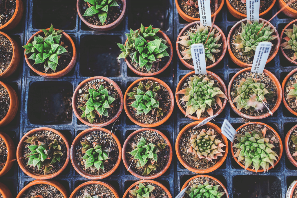 100 Common Vegetable Names to Learn in English visual data 7