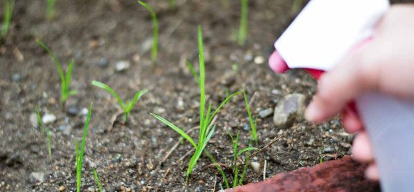 Organic Weed Killer