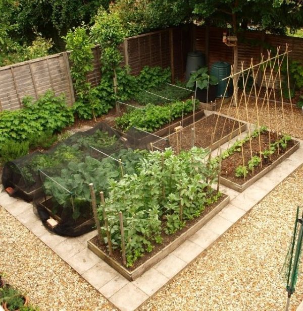 Free Vegetable Garden Layout, Plans and Planting Guides