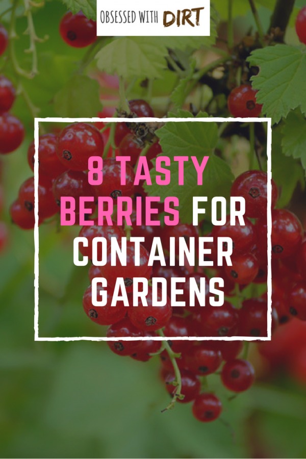 8 Best Berries To Grow In Containers For Incredible Flavor