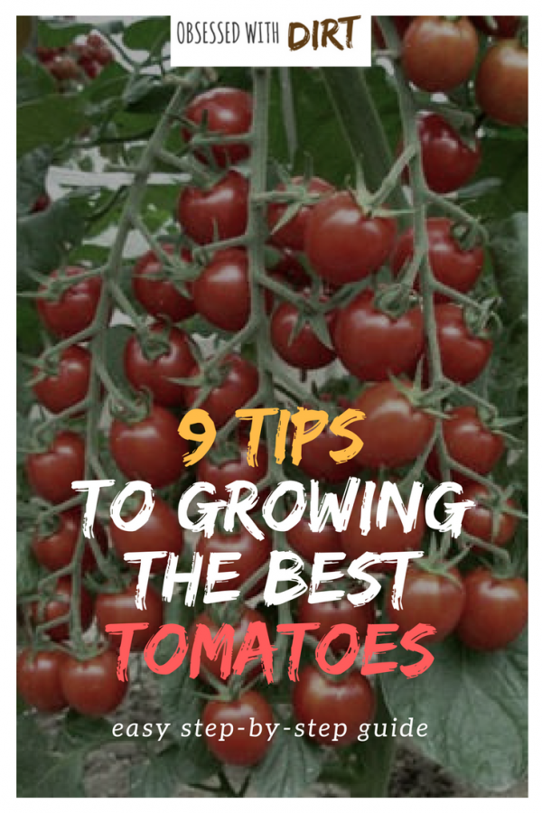 Do These 9 Things To Grow The Best Tomatoes Ever Gardeners Magazine