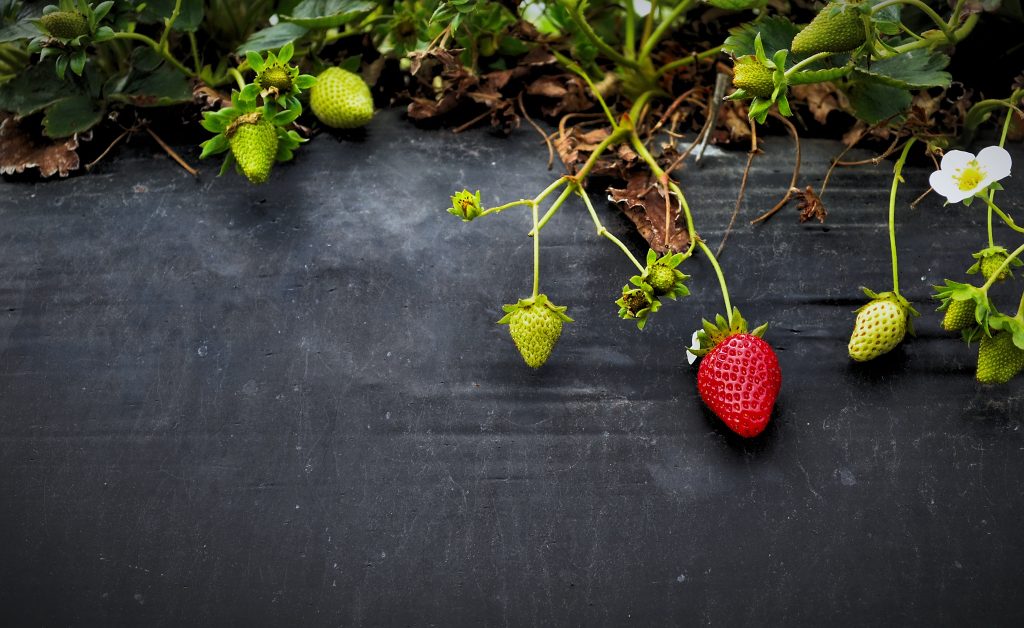 8 Best Berries to Grow In Containers For Incredible Flavor