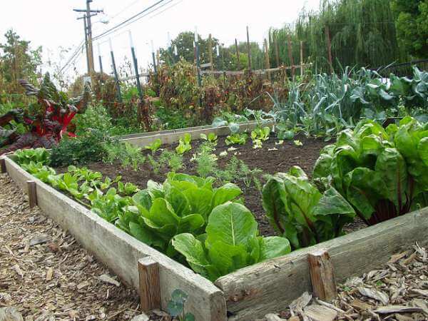 Square foot garden