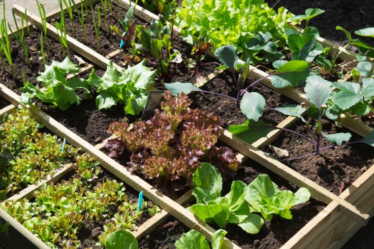 Square Foot Gardening: How To Plan Your New Vegetable Garden