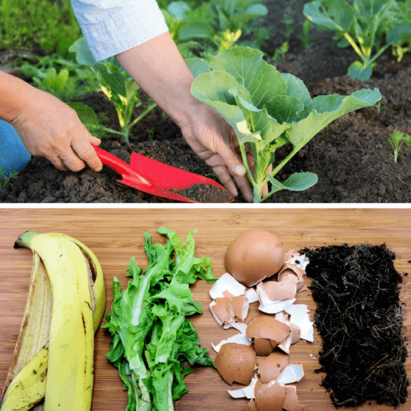 5 Of The World S Best Homemade Vegetable Garden Fertilizers - Best Vegetable Garden Plant Food