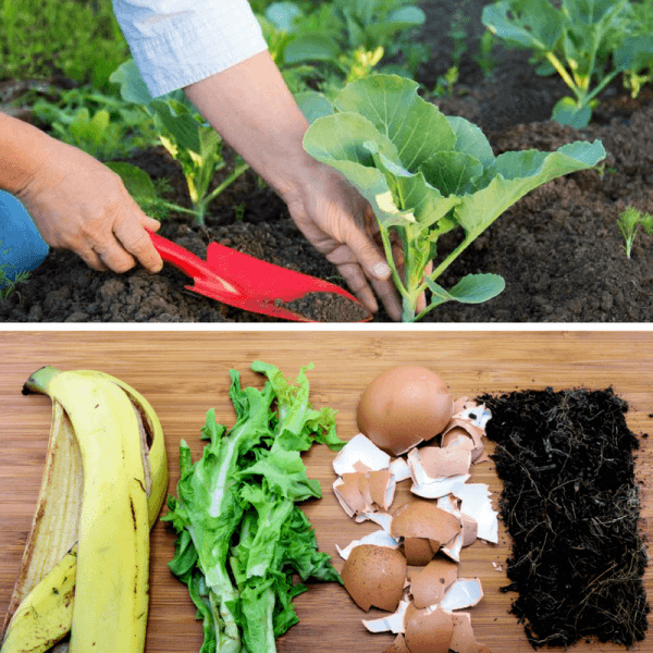 5 Of The World's Best Homemade Vegetable Garden Fertilizers