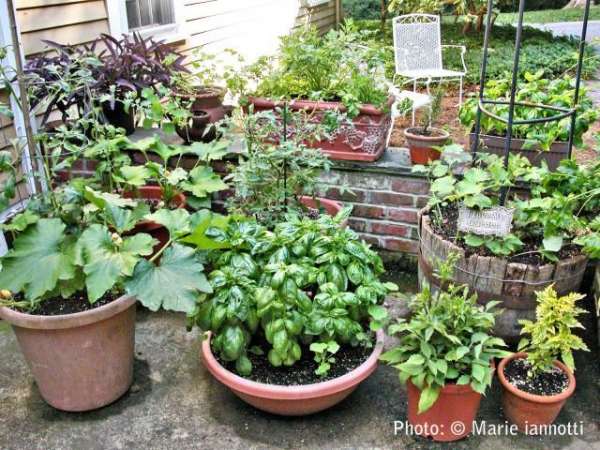 Crafty Container Vegetable Gardening, Deck Gardening Containers