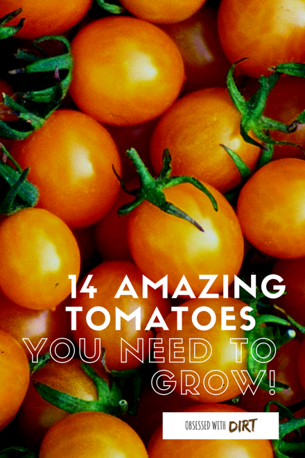 14 Best Tomato Varieties To Grow