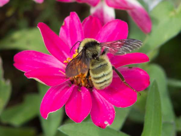 Beneficial Insects for the Garden