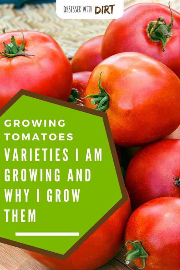 14 Best Tomato Varieties to Grow