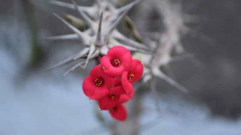 How To Grow And Care For The Euphorbia milii