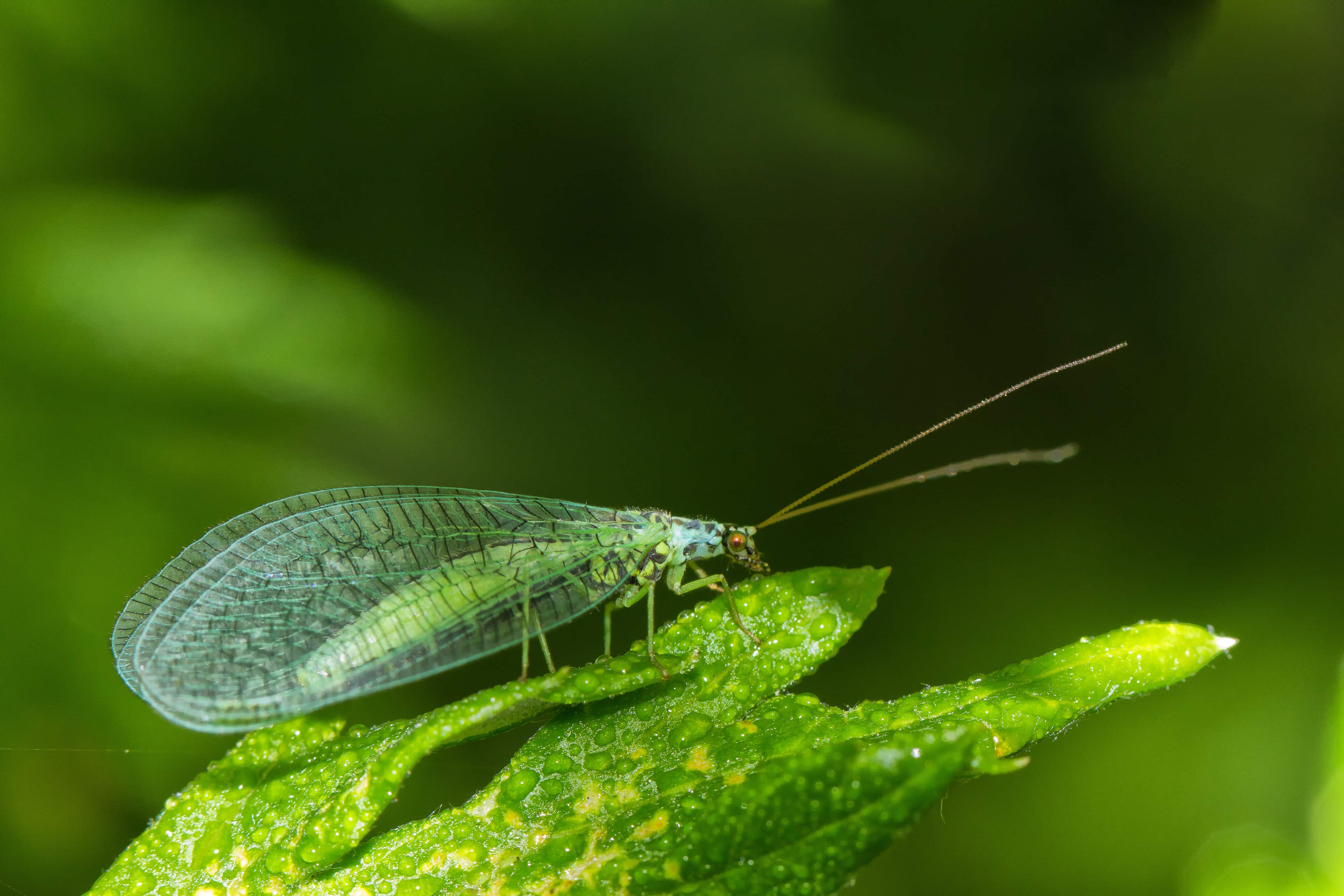 Beneficial Insects for the Garden