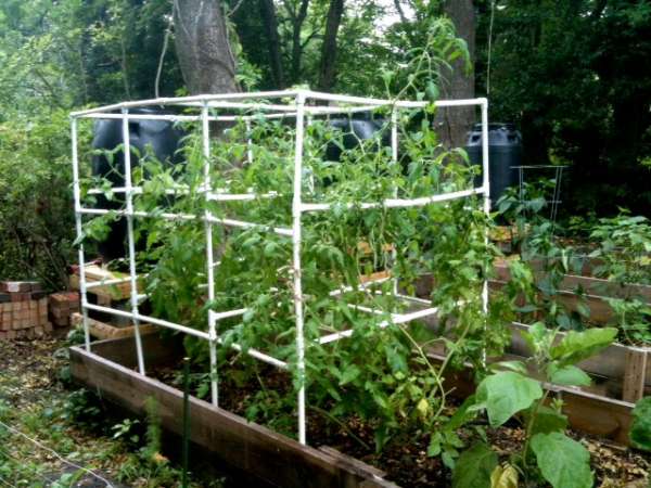 10 Cheap And Easy Diy Tomato Cages Gardeners Magazine 2165