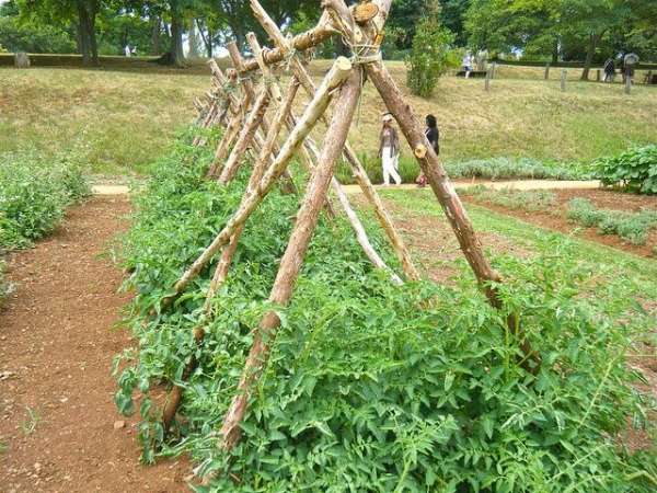 Simple Stake and Twine Tomato Cage