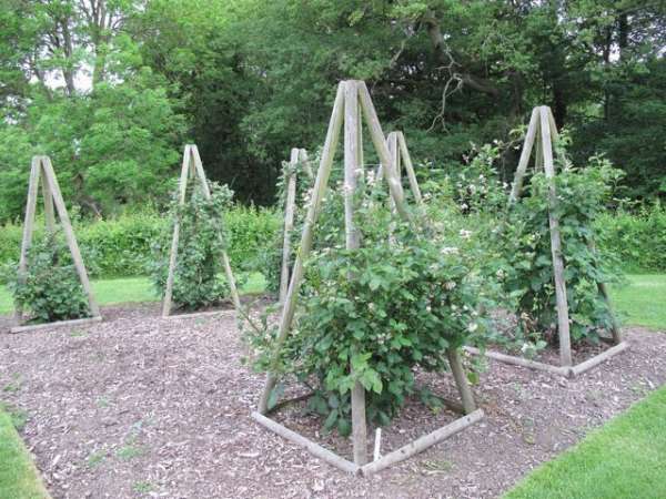 Wood Frame Tomato Cages
