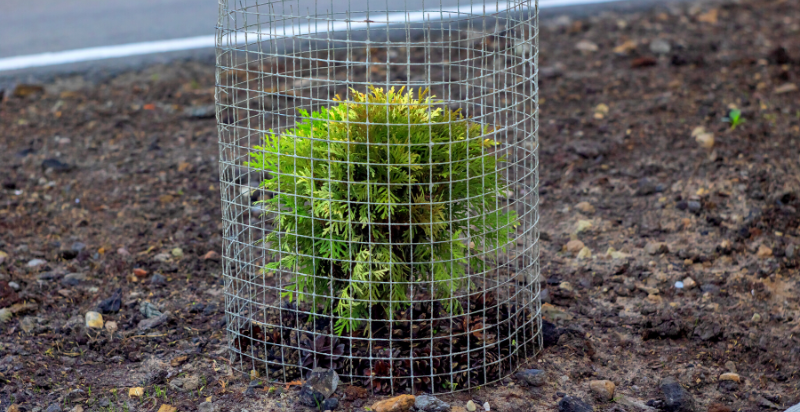 Barriers around Young Plants