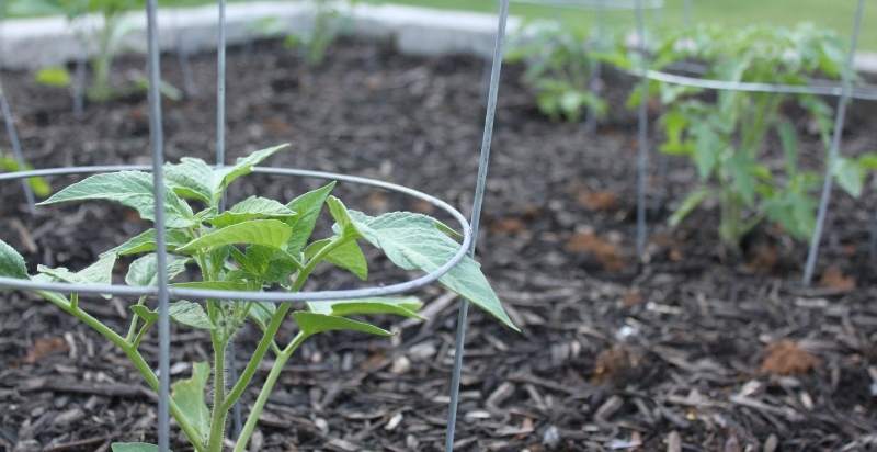Cage Your Tomato Plants