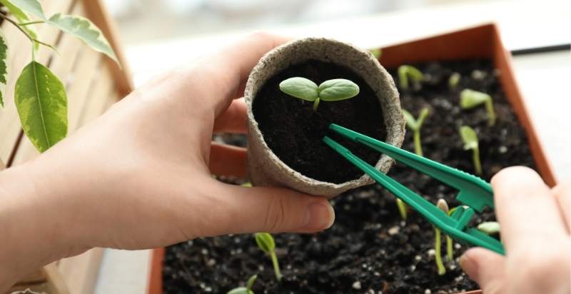 Caring for Seedlings