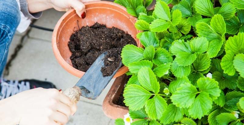 Adding manure to strawberry pot