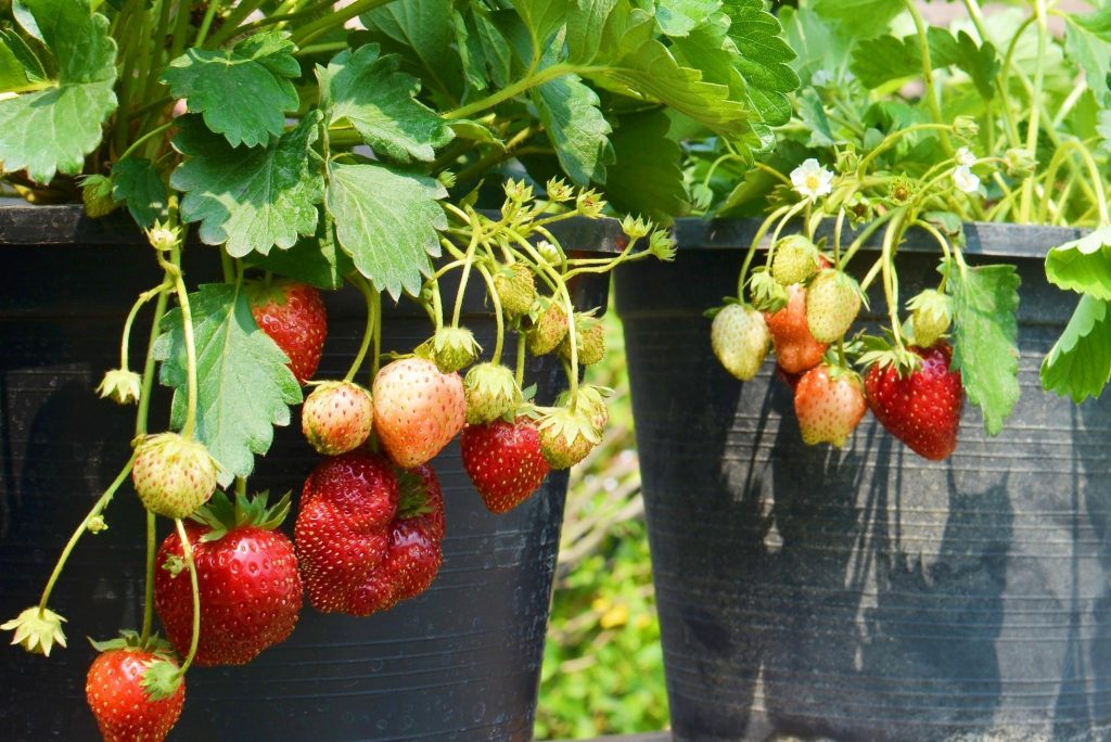 How to Grow Strawberries Successfully in Containers