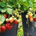 Grow Strawberry Successfully in Container