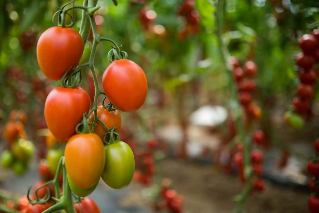 8 Tips For Growing Tomatoes From Seed - Gardeners' Magazine