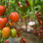 Growing TOmato Plants From Seeds