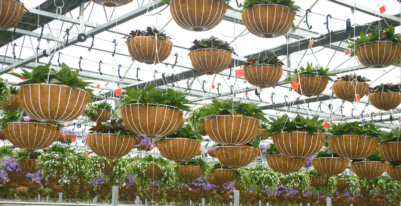 Hanging basket garden