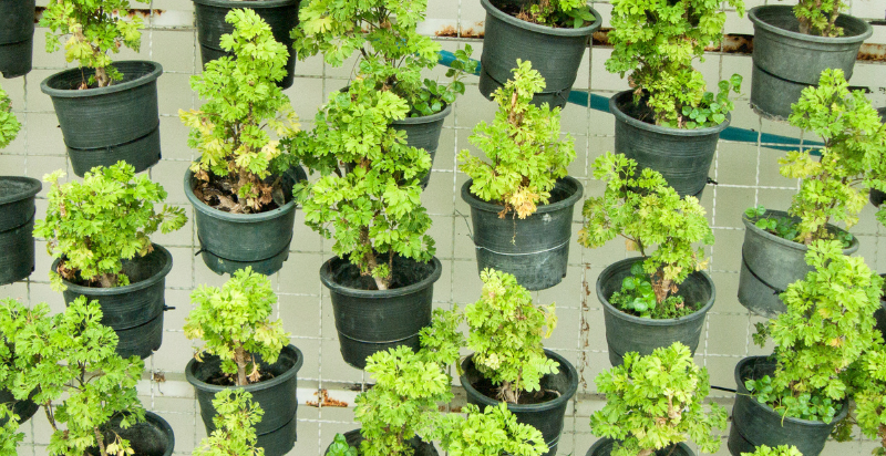 Hanging Pot Vertical Garden