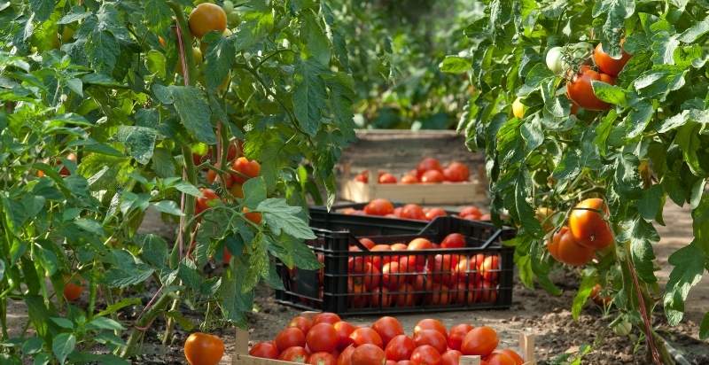 Harvest Tomatoes