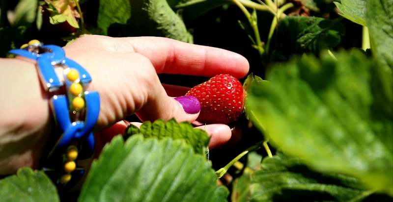 A strawberry about to be plucked