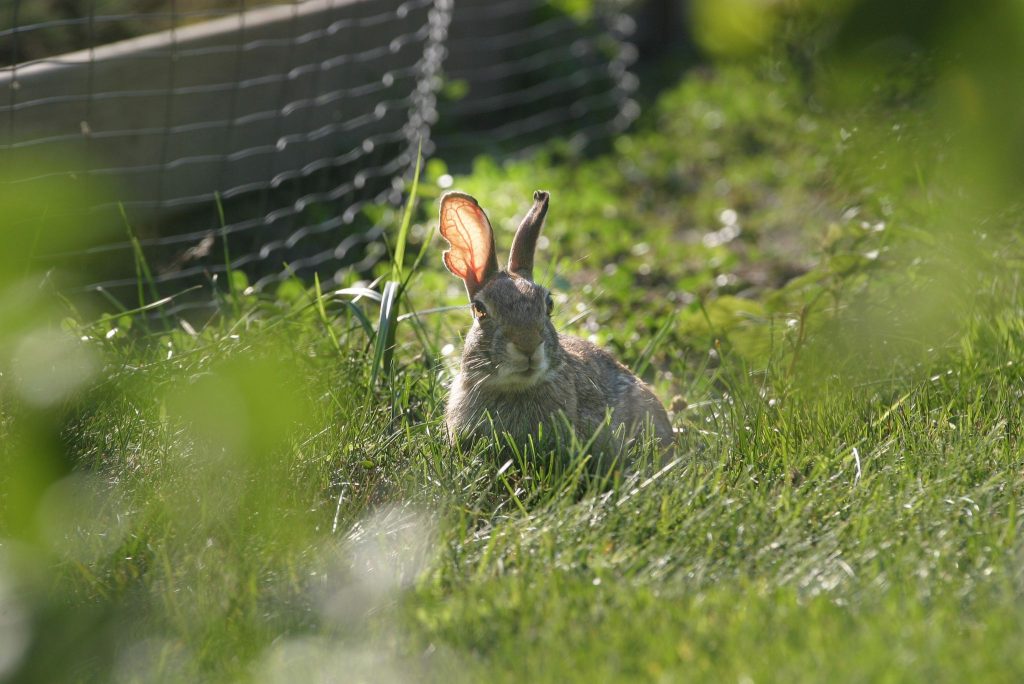 How to Keep Rabbits Out Of Your Garden Gardeners' Magazine