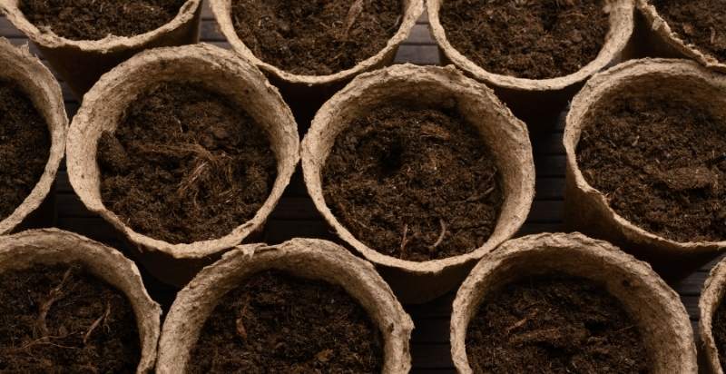 Peat Pots For Tomato