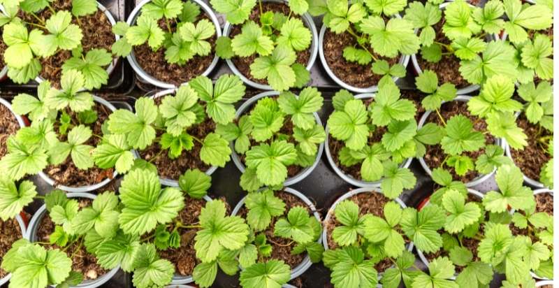 Strawberry Plants in several pots