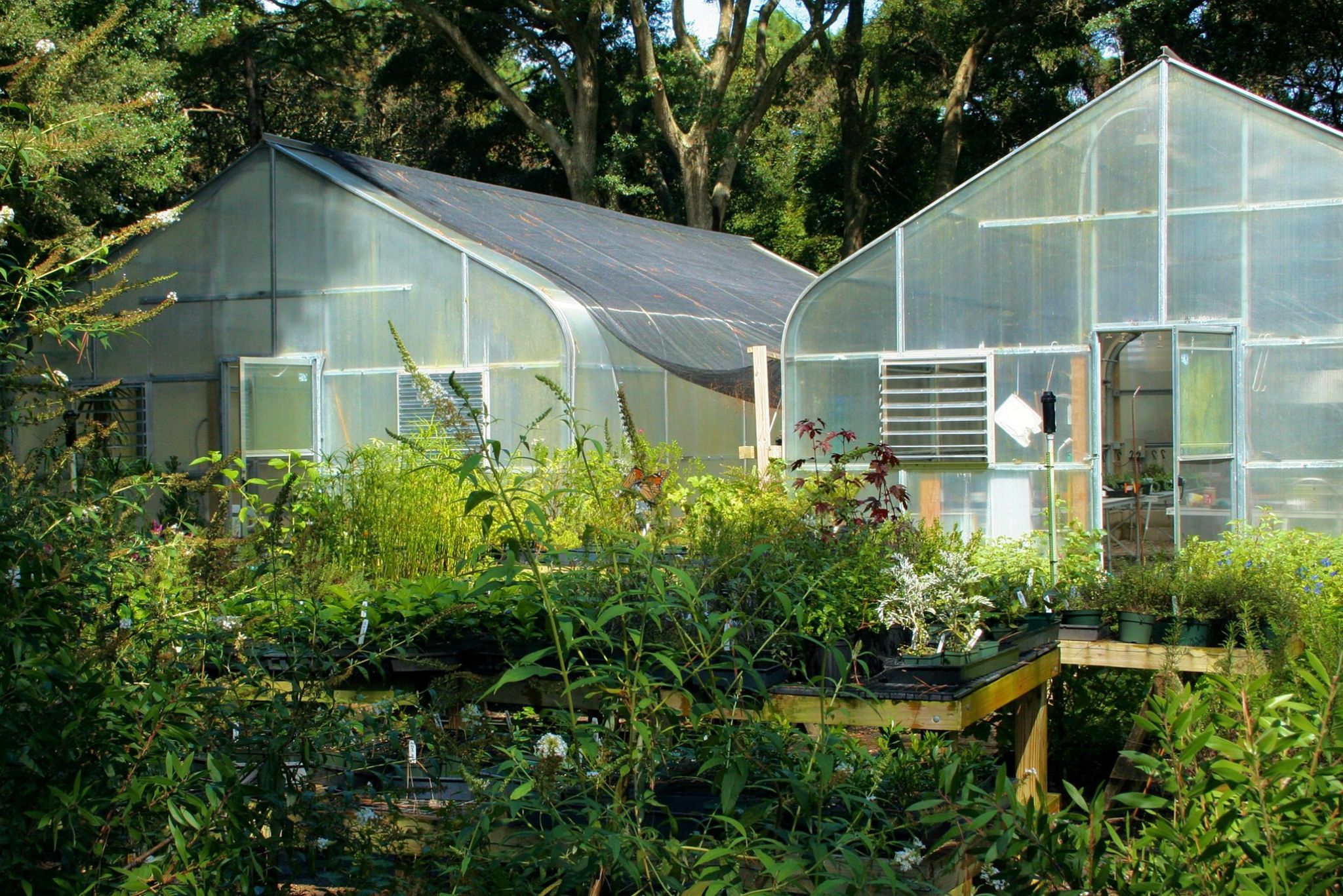 How to Start a Greenhouse For Beginners