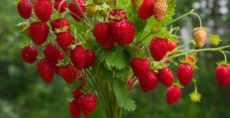 Which type of Strawberry is Best for Pots