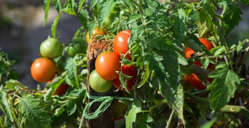 Tomatoes on plants