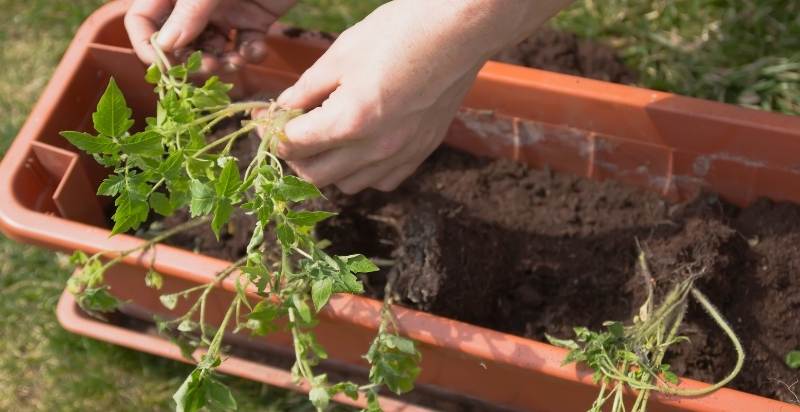 Transplant Carefully Tomato Plants