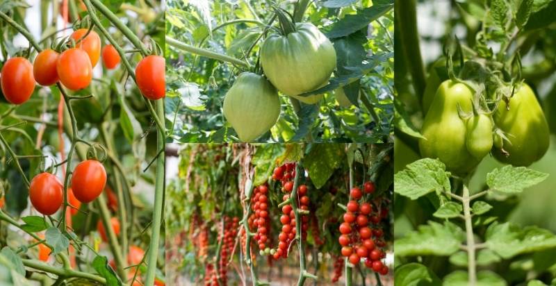 Types Of Tomatoes