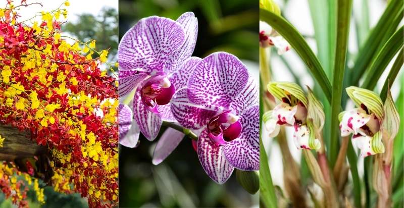 Varieties of Black Orchids