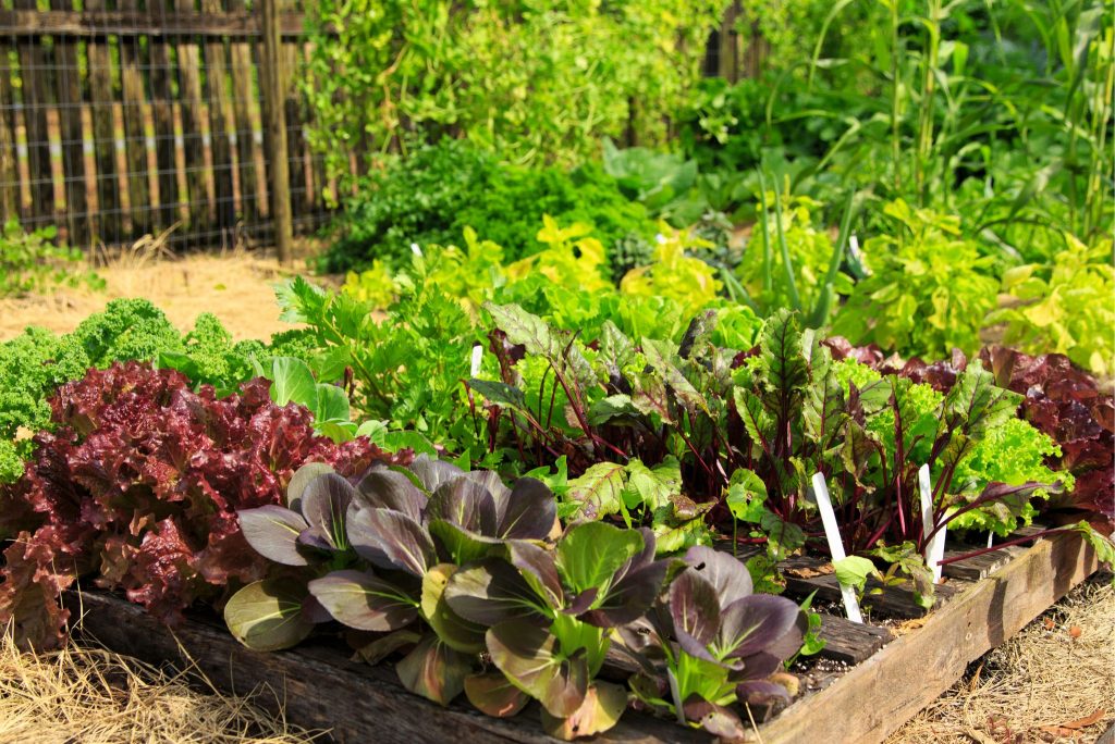 How to Plan a Vegetable Garden: A Step-by-Step Guide - Gardeners' Magazine