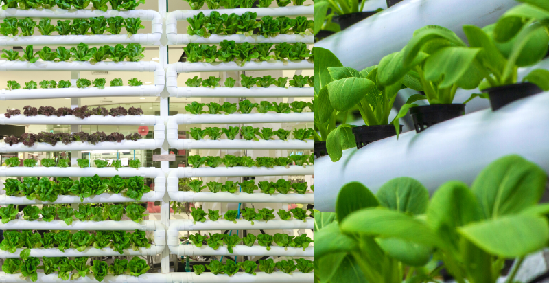 Vertical hydroponic gardening