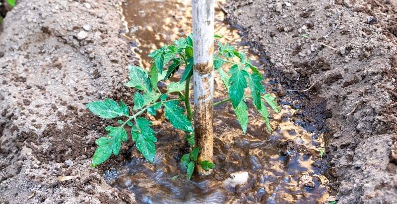 Watering Tomato Plant