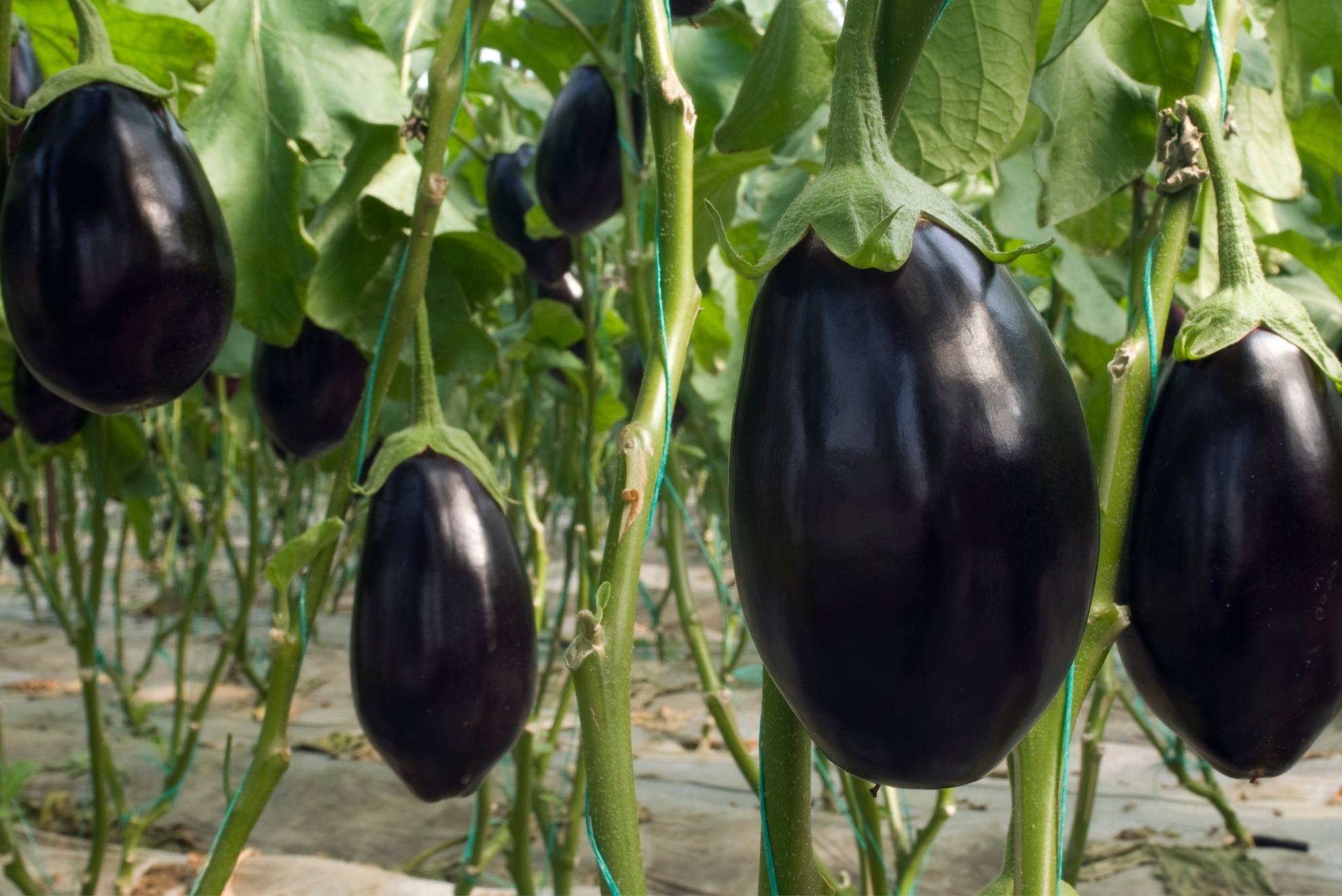 5 Tips For Growing Excellent Eggplant