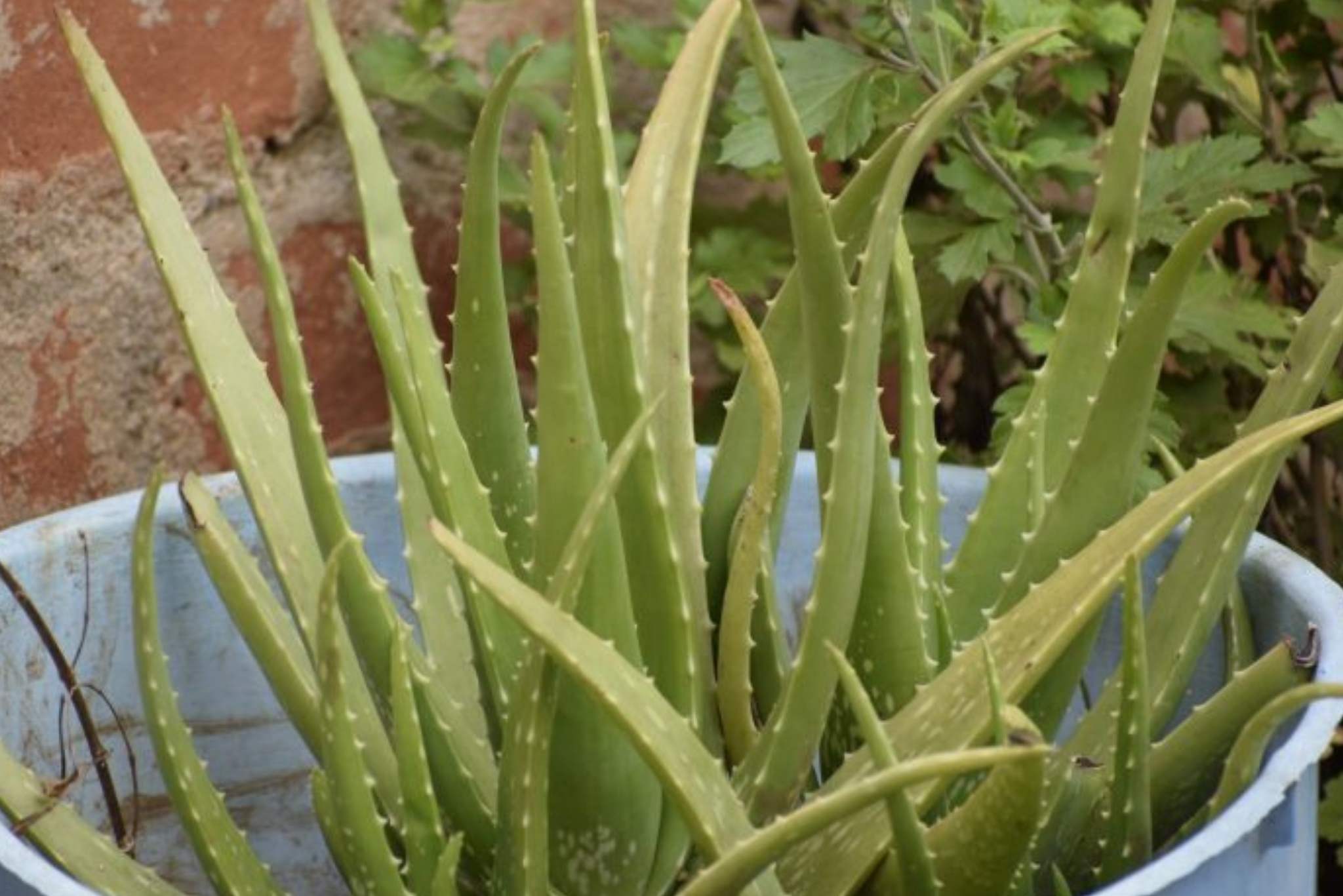 Aloe Plant Turning Yellow