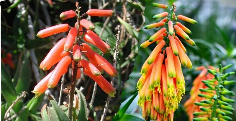 Aloe Ciliaris Flowering Plant