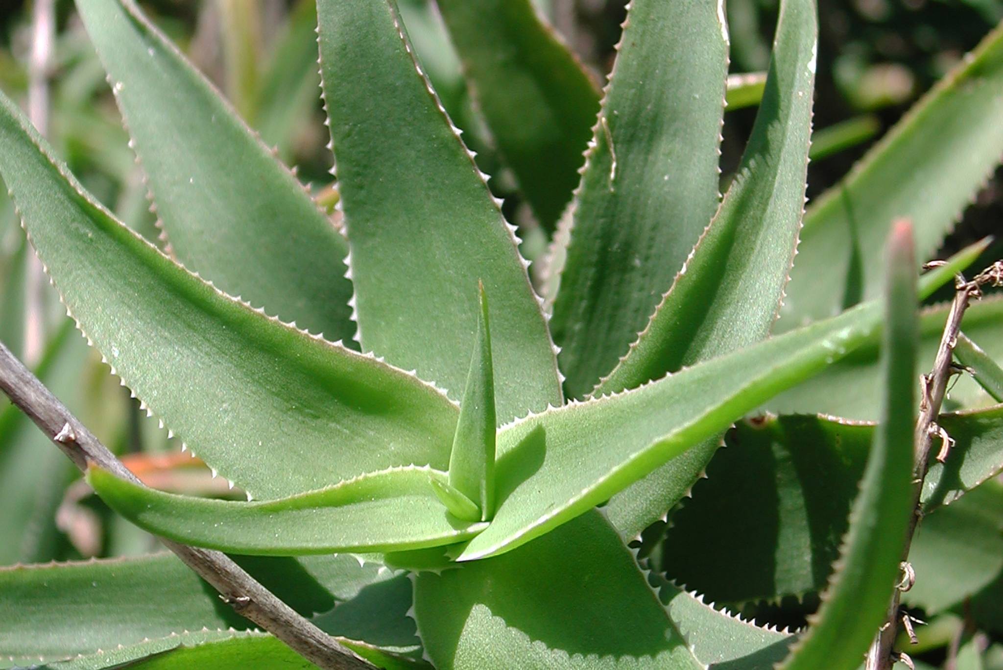 Aloe Ciliaris Plants